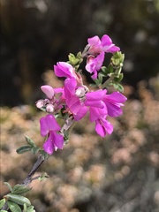 Indigofera sp11