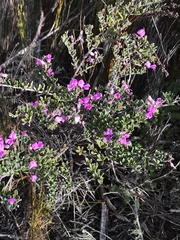 Indigofera sp11