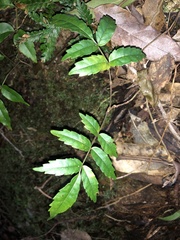 Pandorea baileyana