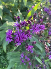 Vernonia