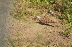 Columbina talpacoti