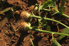 Centaurea × livonica