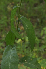 Centaurea × livonica