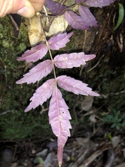 Pandorea baileyana
