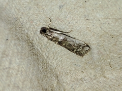 Pseudacrobasis tergestella
