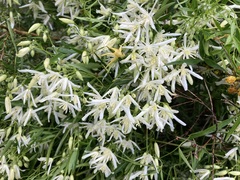 Clematis linearifolia