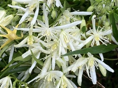 Clematis linearifolia