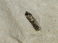 Pseudacrobasis tergestella