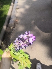 Wisteria frutescens