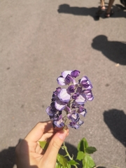 Wisteria frutescens