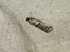 Pseudacrobasis tergestella