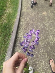 Wisteria frutescens