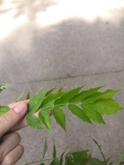 Wisteria frutescens