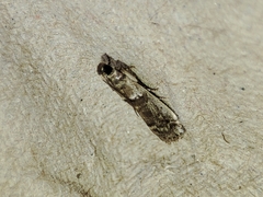 Pseudacrobasis tergestella