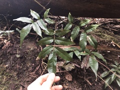 Pandorea baileyana