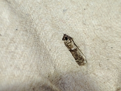 Pseudacrobasis tergestella