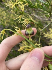 Asphondylia anthocercidis