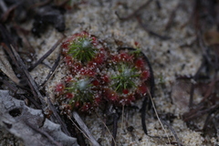 Drosera minutiflora