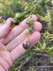 Asphondylia anthocercidis
