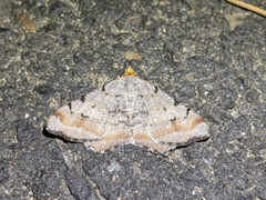 Macaria adonis
