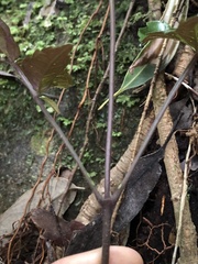 Pandorea baileyana