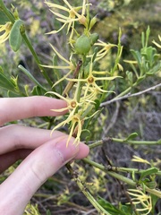 Anthocercis littorea