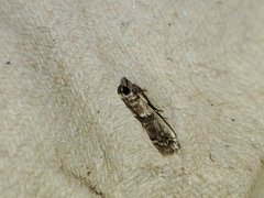 Pseudacrobasis tergestella