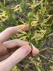 Anthocercis littorea