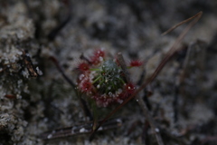 Drosera minutiflora