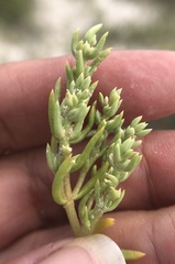 Nitrophila occidentalis