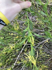 Anthocercis littorea