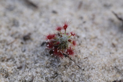 Drosera minutiflora