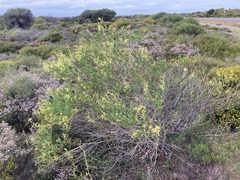 Anthocercis littorea