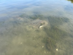 Bathytoshia centroura