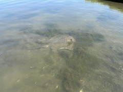 Bathytoshia centroura