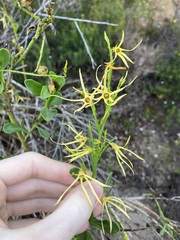 Anthocercis littorea