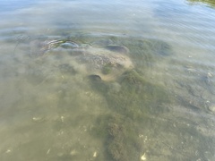 Bathytoshia centroura