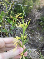 Anthocercis littorea