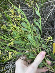 Anthocercis littorea