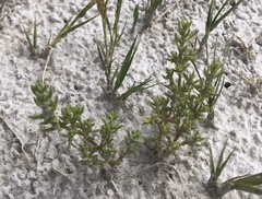 Nitrophila occidentalis