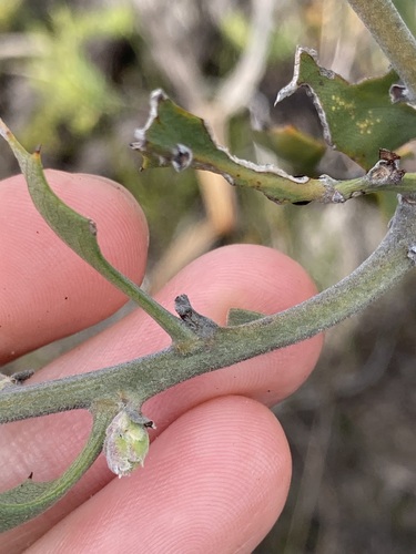 Image of Jacksonia floribunda by (c) Thomas Mesaglio, some rights reserved (CC BY)