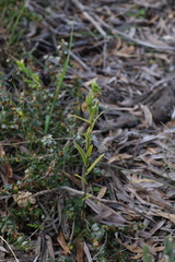 Pterostylis orbiculata