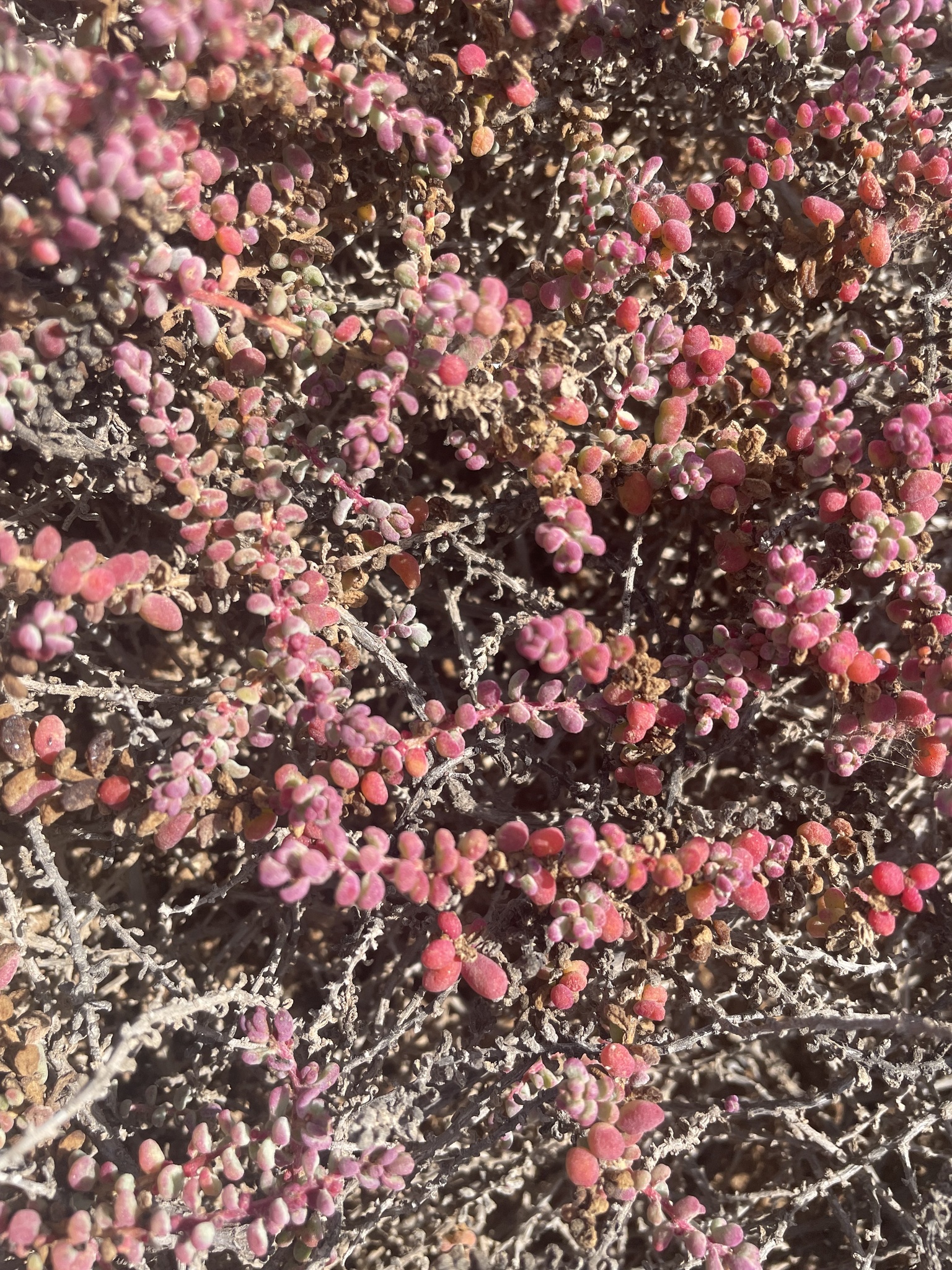 Suaeda vermiculata