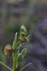 Pterostylis orbiculata