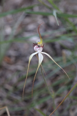 Caladenia longicauda borealis