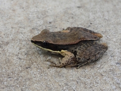 Sylvirana mortenseni