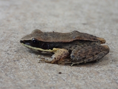 Sylvirana mortenseni