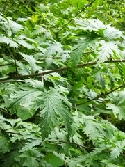 Aconitum septentrionale