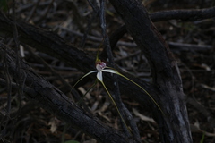 Caladenia longicauda borealis