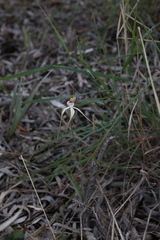 Caladenia longicauda borealis